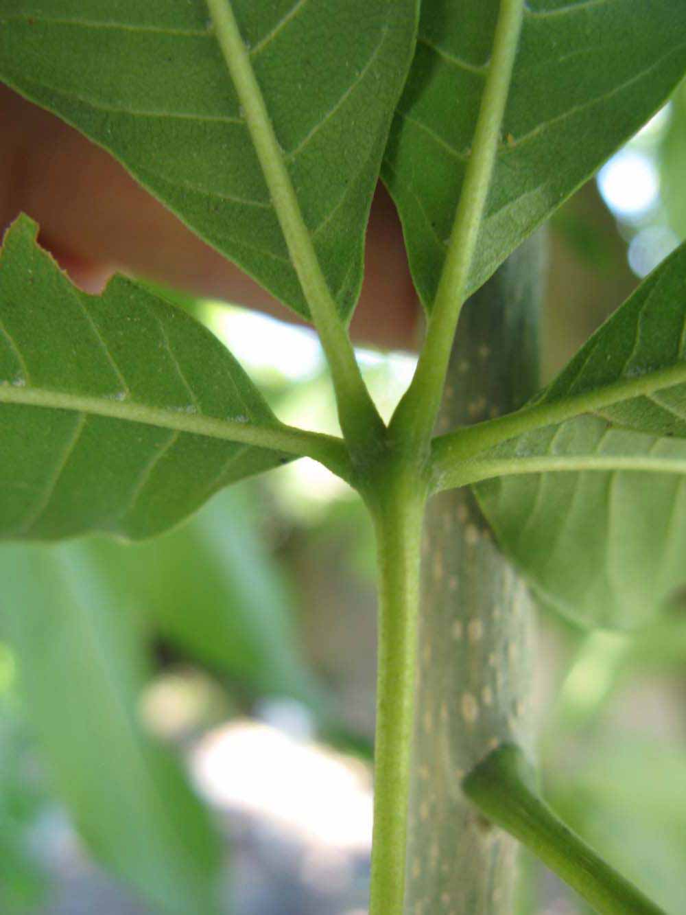              Petiole (Winter Haven, FL)       